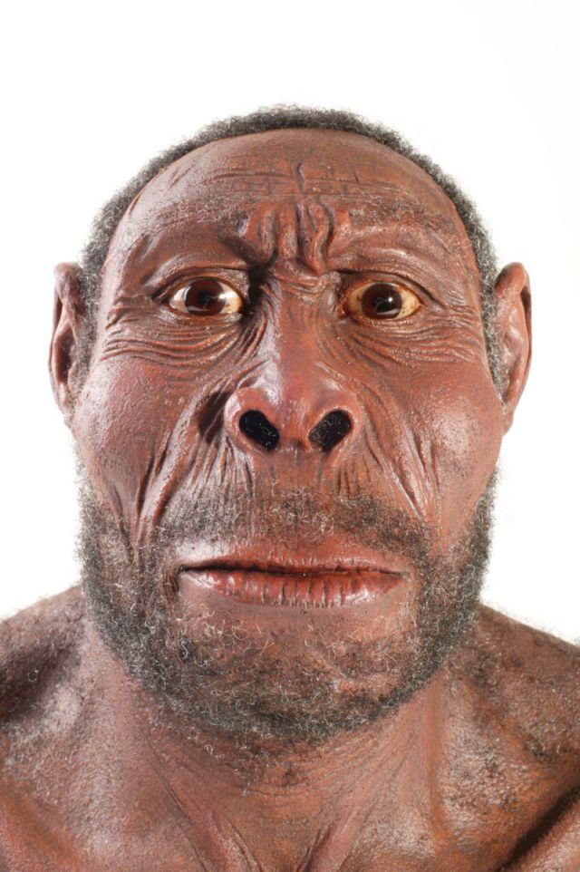 homo_erectus.jpg